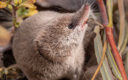 Elusive, palm-sized shrew caught on camera for the first time