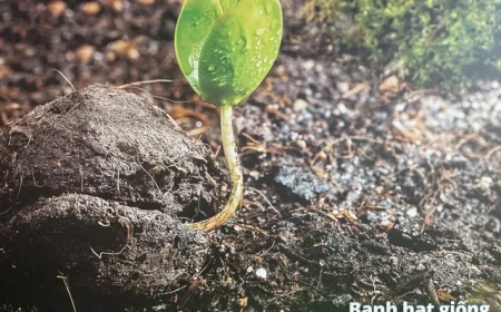 Cận cảnh máy bay không người lái thả hạt giống trồng rừng