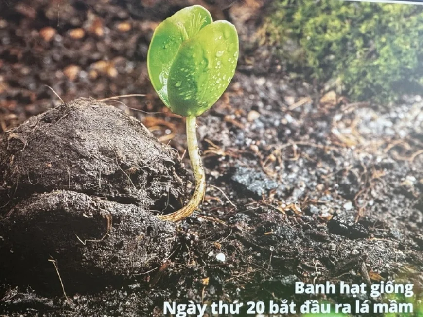 Cận cảnh máy bay không người lái thả hạt giống trồng rừng